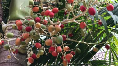 Palmiye ağacı tohumu