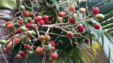 Palmiye ağacı tohumu