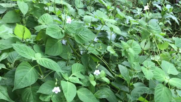 Asystasia gangetica flor de perto — Vídeo de Stock