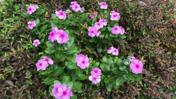 柔らかいピンクのニチニチソウ ニチニチソウの花 — ストック動画