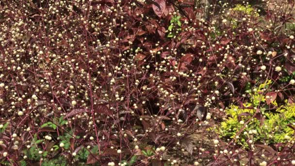 Petite fleur blanche de lierre rouge — Video