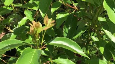 Cinnamomum camphora ağaç