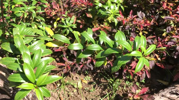 Primo piano del fiore di Allamanda Gialla — Video Stock