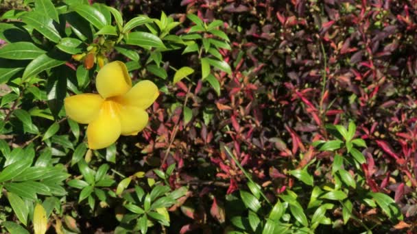 Primer plano de la flor amarilla de Allamanda — Vídeos de Stock