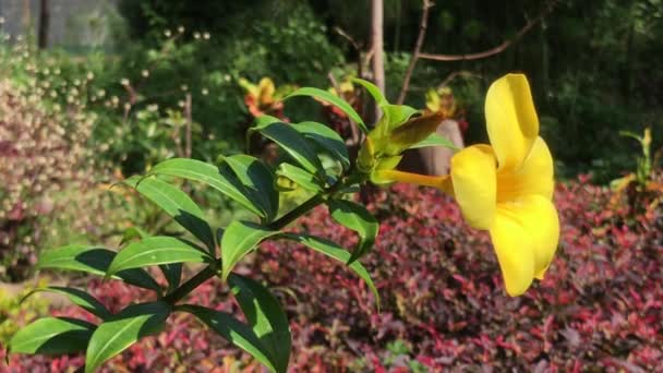 Закрыть желтый цветок Алламанды — стоковое видео