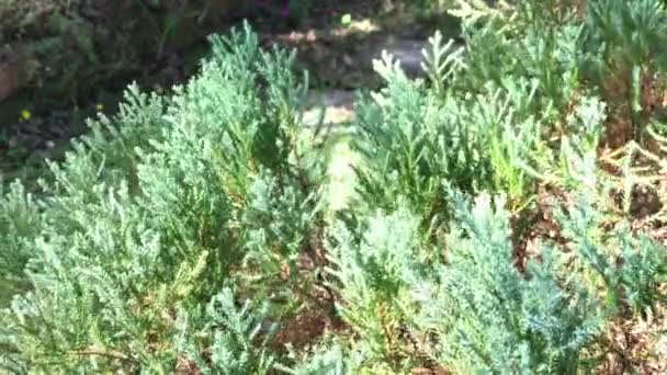 Close-up de folha verde de pinheiro — Vídeo de Stock