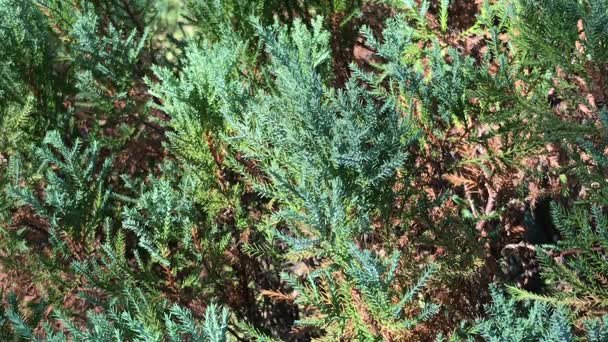 Close up of Green leaf of Pine tree — Stock Video