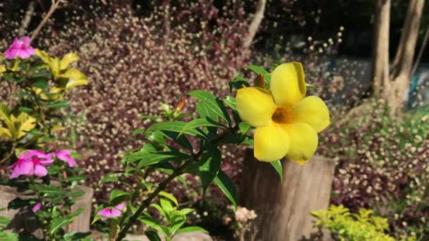Närbild av gula Allamanda blomma — Stockvideo
