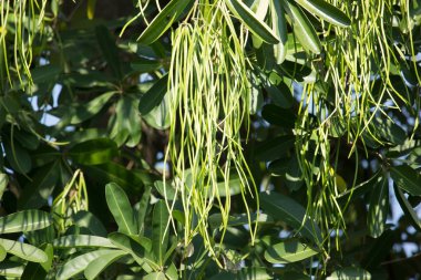 Blackboard ağacının yeşil bakla 