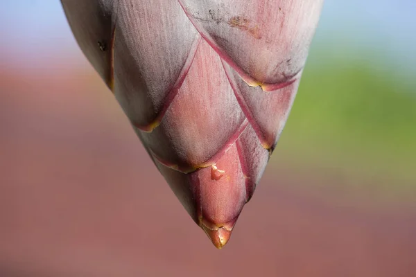 Close up de flor de banana vermelha — Fotografia de Stock