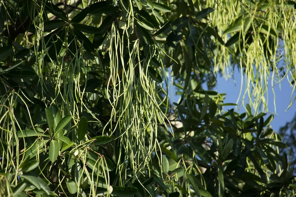 Vainas verdes del árbol de pizarra — Foto de Stock