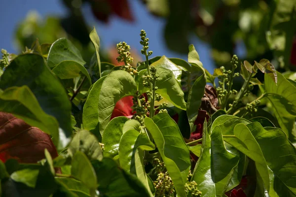 Kwiat Santol owoców — Zdjęcie stockowe