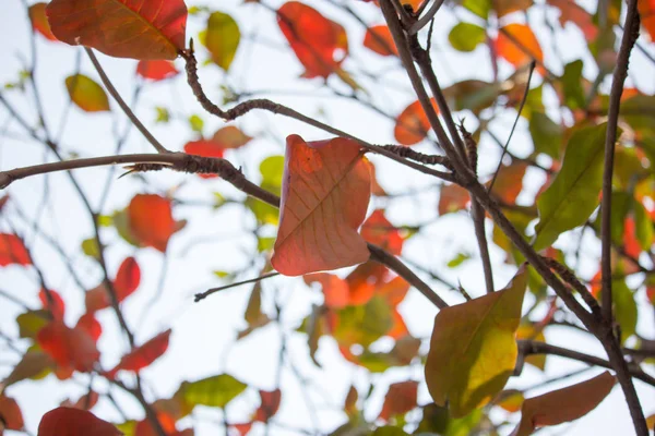 Dipterocarpus tuberculatus Roxb의 백라이트 사진 — 스톡 사진