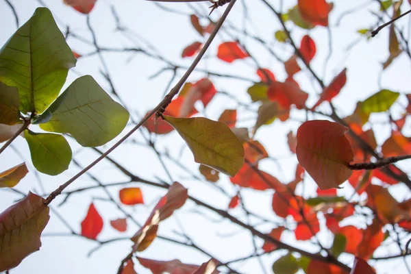 Podsvícené Foto Dipterocarpus tuberculatus Roxb — Stock fotografie