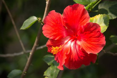 Kırmızı Hibiscus çiçek yaprak yeşil ile yakın çekim