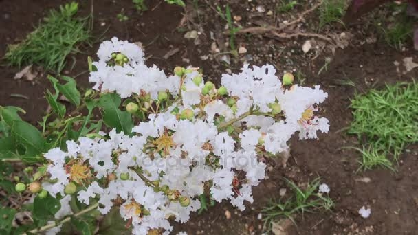 Beyaz Tabebuia rosea çiçeği ile koyu arka plan — Stok video