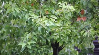 Yağmur ile Cinnamomum camphora ağacı