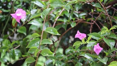  Bougainvillea çiçek yağmur ile