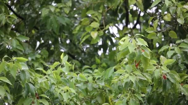 Cinnamomum camphora árbol con lluvia — Vídeo de stock