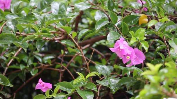 Bougainvillea blomma med regn — Stockvideo