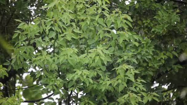 Yağmur ile Cinnamomum camphora ağacı — Stok video