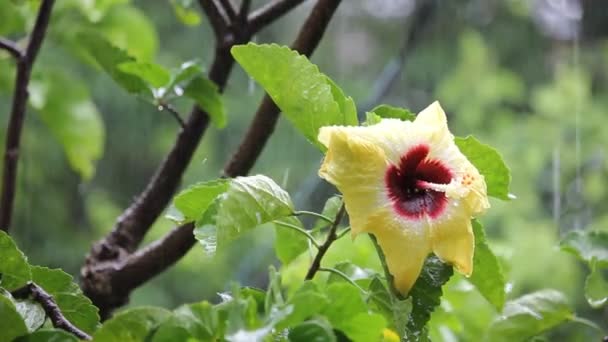 Hibisco chino amarillo con lluvia — Vídeos de Stock