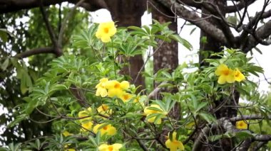  Sarı Allamanda çiçek birden çok küçük resim