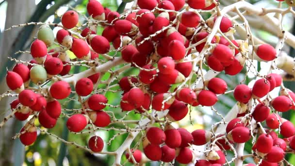 Clip múltiple de semilla de palmera — Vídeos de Stock