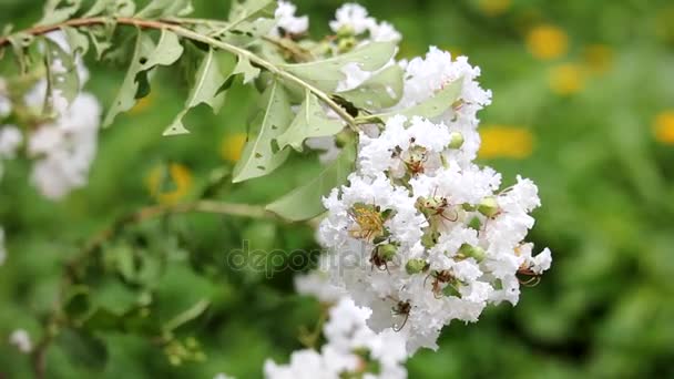 Multiple clip of white Tabebuia rosea blossom — Stock Video