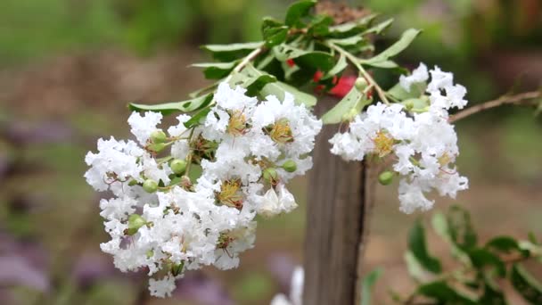 Clip múltiple de flor blanca de Tabebuia rosea — Vídeo de stock