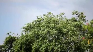 Birden çok küçük mavi gökyüzü arka plan bambu ağaç yaprak yeşil