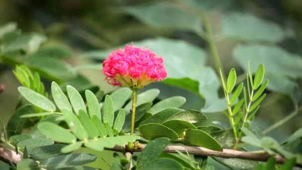 Pinza múltiple rosa en polvo Puff flor — Vídeo de stock