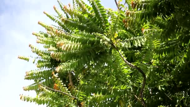 Clip multiple gros plan de la feuille étoile groseille à maquereau 