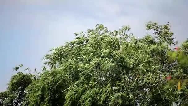 Clipe múltiplo Árvore de bambu folha verde com fundo azul céu — Vídeo de Stock