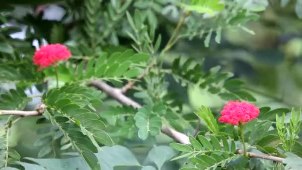 Multiple clip Pink Powder Puff flower — Stock Video