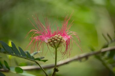 Pembe çiçek tozu puf ya da kafa toz puf