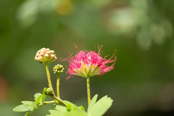 Sbuffo di polvere di fiore rosa o soffio di polvere della testa — Foto Stock