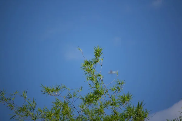 青い空を背景に緑の葉竹ツリー — ストック写真