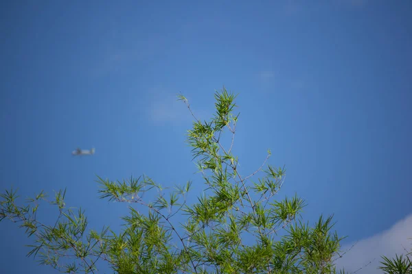 青い空を背景に緑の葉竹ツリー — ストック写真