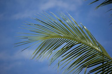 Mavi gökyüzü arka plan ile Hindistan cevizi yaprağı