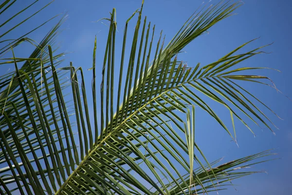 Kokosový list s modrou oblohou na pozadí — Stock fotografie