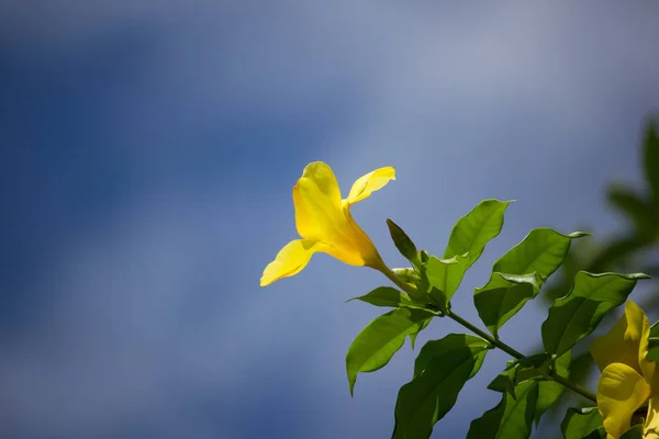 Желтый цветок Алламанды на фоне голубого неба — стоковое фото