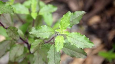 Yeşil yaprak kutsal fesleğen birden çok küçük resim