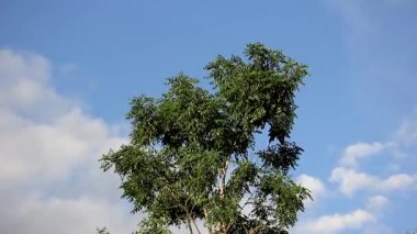 Zaman atlamalı Hint cork ağacının yaprak