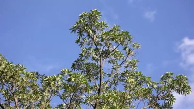 Zaman atlamalı Blackboard ağaç veya şeytan ağacı