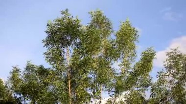 Zaman atlamalı Hint cork ağacının yaprak