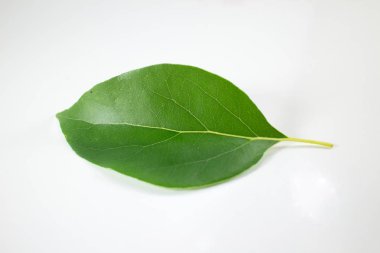 Beyaz arka plan üzerinde Cinnamomum camphora ağacının yaprak