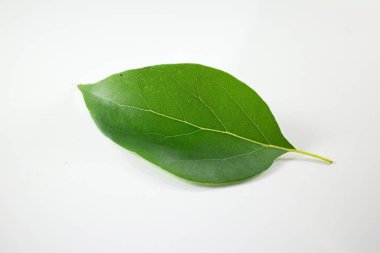 Beyaz arka plan üzerinde Cinnamomum camphora ağacının yaprak