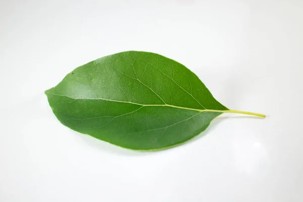 Leaf of Cinnamomum camphora tree on white background — Stock Photo, Image