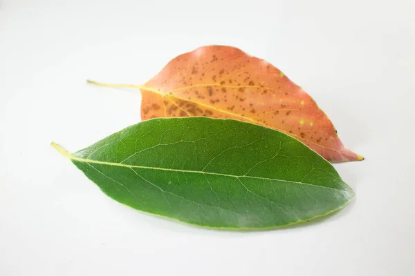 흰색 바탕에 녹 나무 나무의 잎 — 스톡 사진